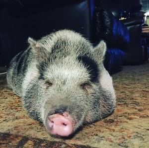 Meet your Posher, Gianna